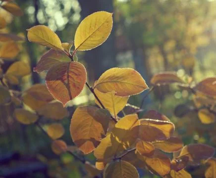 Autumn maple leaves background Фото