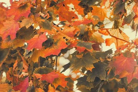 Autumn maple leaves background Stock Photos