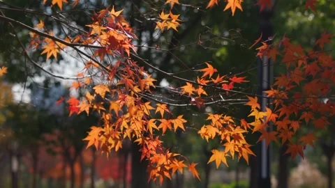 Autumn Maple Leaves Backlit With Golden Translucence 4K Stock Footage 341865951