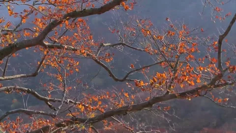 Autumn Maple Leaves Blowing in the Wind Stock Footage 346195745