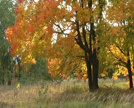 Autumn maple leaves in the breeze Stock Footage 531568