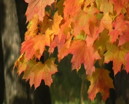 Autumn maple leaves in the breeze Stock Footage 531573