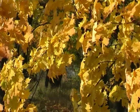 Autumn maple leaves in the breeze Stock Footage 531601