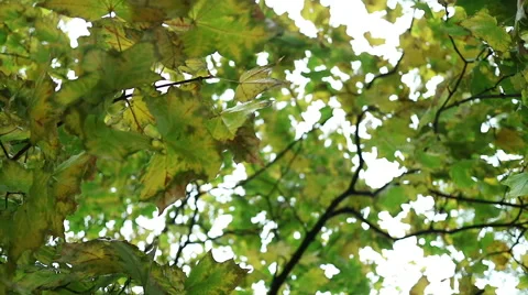 Autumn maple leaves close-up. Stock Footage 68106461
