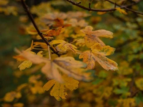Autumn Maple Leaves Close-Up Stock Photos