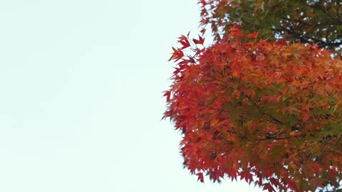 Autumn Maple Leaves With Copy Space Stock Footage 325853861
