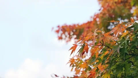 Autumn Maple Leaves With Copy Space Stock Footage 325853955