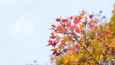 Autumn Maple Leaves With Copy Space Stock Footage 325853962