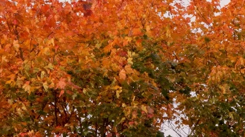 In autumn, maple leaves dance in the wind in shades of orange and yellow Stock Footage 289298208