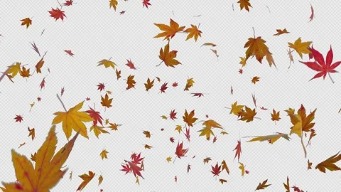 Autumn Maple Leaves Explosion Burst with Alpha Channel. Stock-Footage 342884005