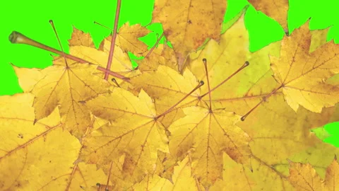 Autumn maple leaves explosion transition on a green screen Stock Footage 318111400