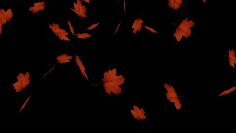 Autumn maple leaves fall on a black background Stock Footage 253700118