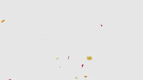 Autumn Maple Leaves Falling Alpha Stock Footage 319269404