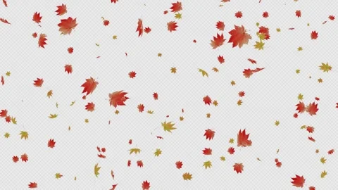 Autumn Maple Leaves Falling with Alpha Channel Transparent Overlay Stock Footage 331558416
