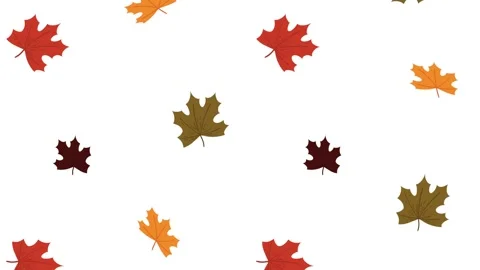 Autumn maple leaves falling down on white background in seamless motion loo.. Stock Footage 333721876