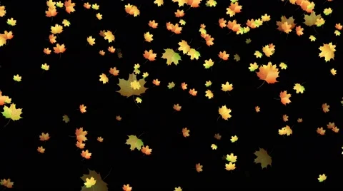 Autumn maple leaves falling Stock Footage 67168045
