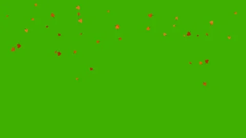 Autumn maple leaves falling on green screen overlay 4K Stock Footage 336513653