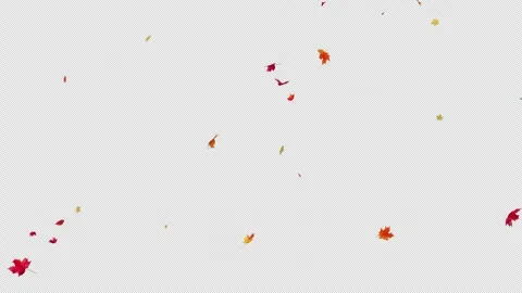 Autumn Maple Leaves Falling on Transparent Alpha 스톡 동영상 344616668