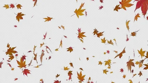 Autumn Maple Leaves Falling on Transparent Alpha 스톡 동영상 347200834