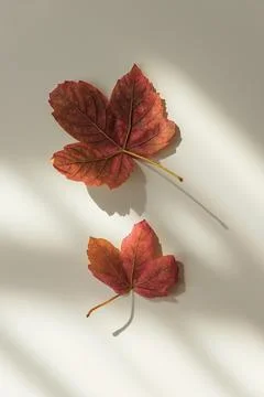 Autumn maple leaves falling on white background Stock Photos