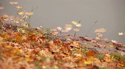 Autumn maple leaves floating on the river Stock Footage 8994988