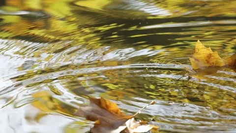 Autumn maple leaves floating in a river with reflection of trees Stock Footage 81258145