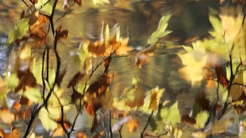 Autumn maple leaves floating in a river with reflection of trees Stock Footage 81261585