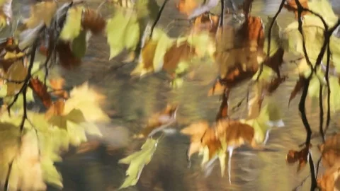 Autumn maple leaves floating in a river with reflection of trees HD Stock Footage 81362502