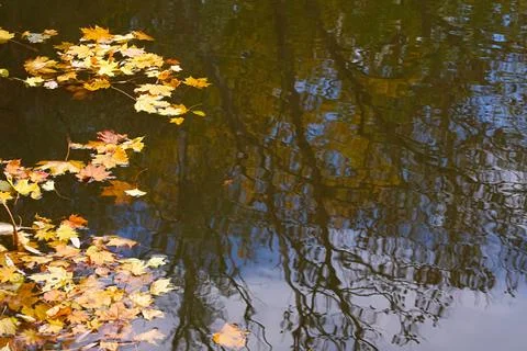 Autumn maple leaves floating on the surface of the water, with reflections .. Stock Photos