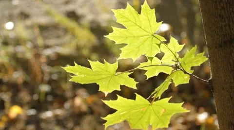 Autumn maple leaves Stock Footage 8770319
