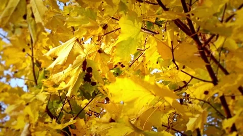 Autumn maple leaves Stock Footage 8832029