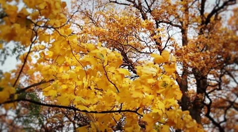 Autumn maple leaves Stock Footage 8834426