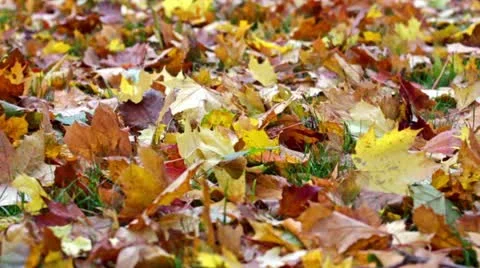 Autumn maple leaves Stock Footage 12291181