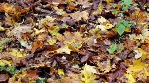 Autumn maple leaves Stock Footage