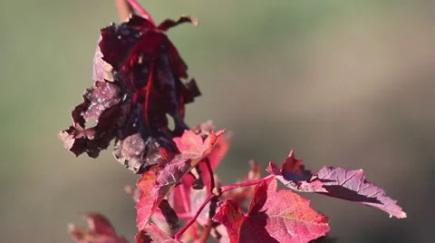 Autumn Maple leaves Stock Footage 35653836