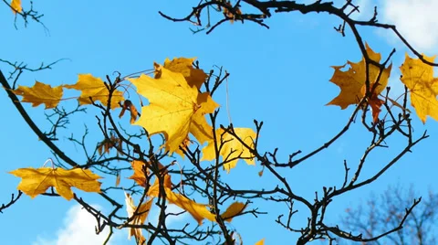 Autumn maple leaves 스톡 동영상 36186550