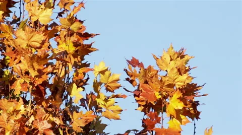 Autumn Maple Leaves Stock Footage 51377301