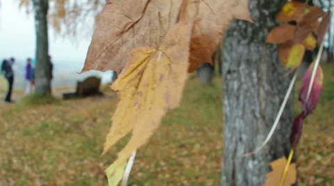 Autumn maple leaves 動画素材 55553029