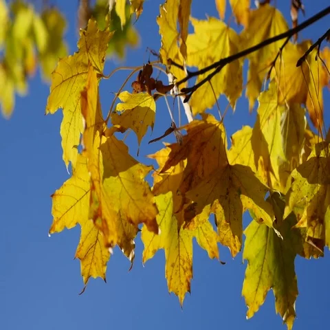 Autumn Maple Leaves Stock-Footage 69376888