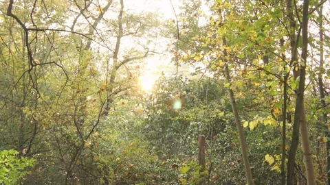 Autumn maple leaves Video stock 82244257
