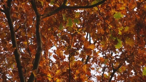 Autumn maple leaves Video stock 82245046