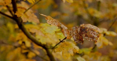 Autumn Maple Leaves Stock Footage 82503895