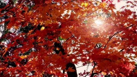 Autumn maple leaves 库存影片 83498875