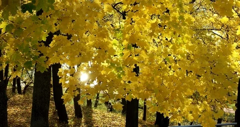 Autumn maple leaves Stock Footage 96680072
