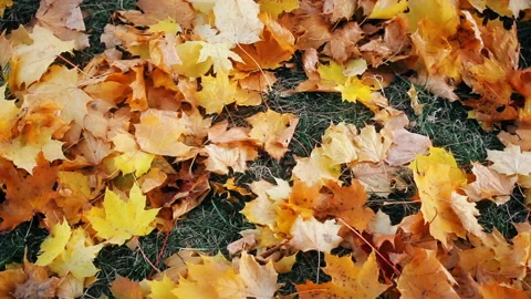 Autumn maple leaves Stock Footage 97152691