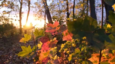 Autumn maple leaves Stock Footage 116482827