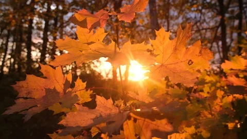 Autumn maple leaves Stock Footage 116484727