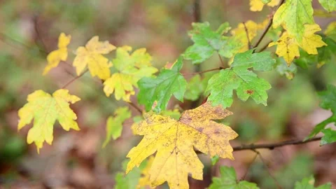 Autumn maple leaves Stock-Footage 141188256