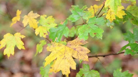 Autumn maple leaves Stock-Footage 141188451