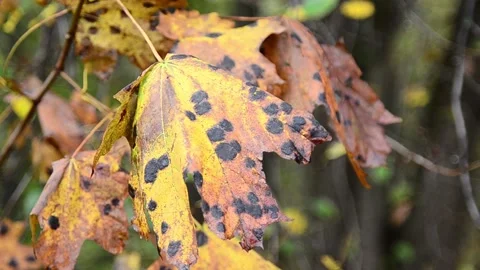 Autumn maple leaves Video stock 141188459